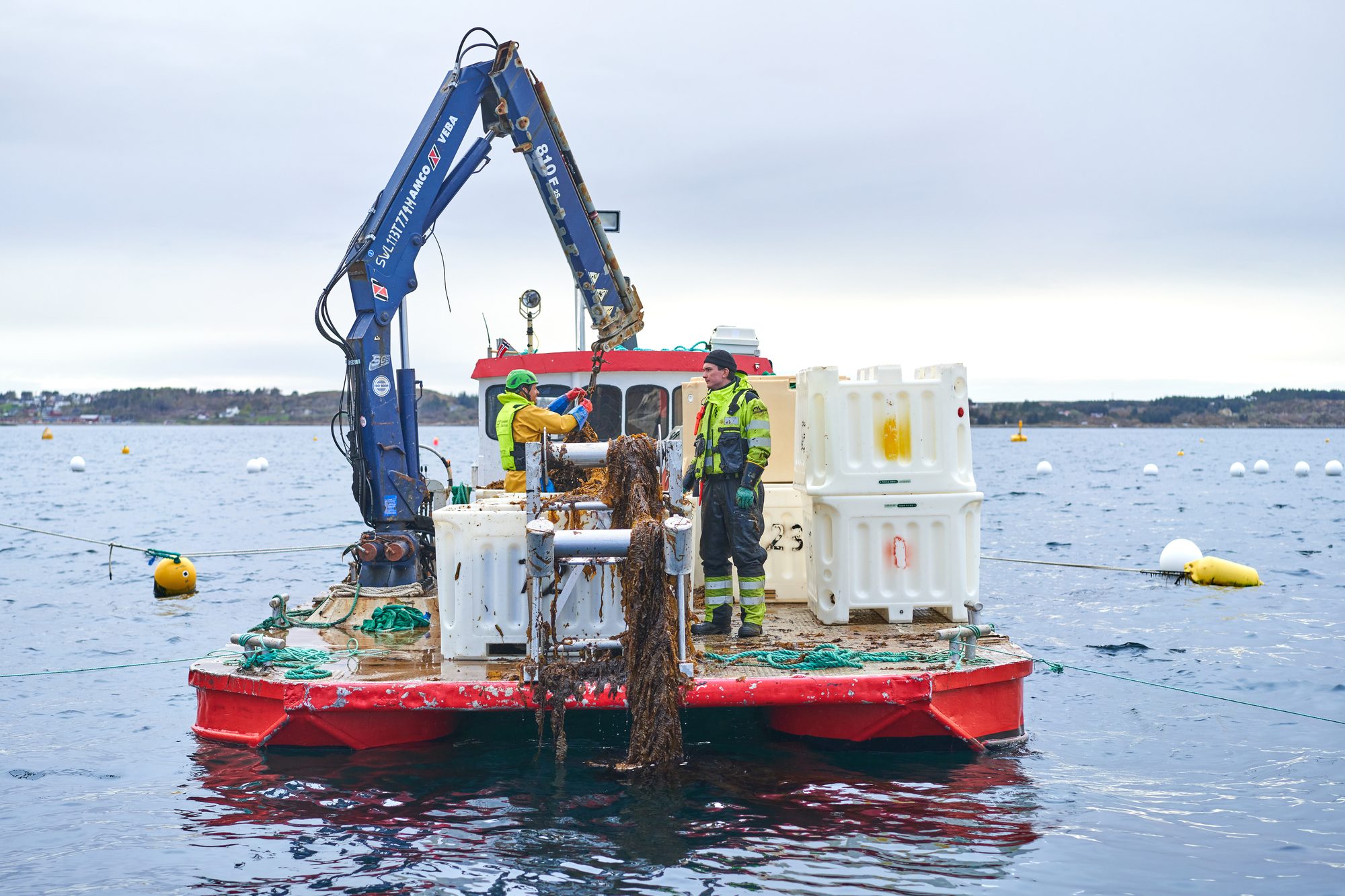 BettaF!sh — Seaweed Harvest in Norwegen